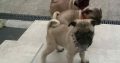 Purebred Pug