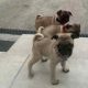 Purebred Pug