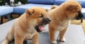 Shiba Inu pups