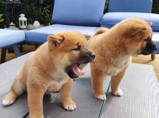 Shiba Inu pups