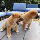 Shiba Inu pups