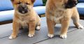 Shiba Inu pups