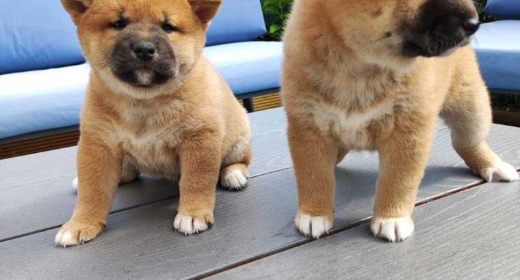 Shiba Inu pups