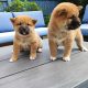 Shiba Inu pups