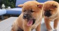 Shiba Inu pups