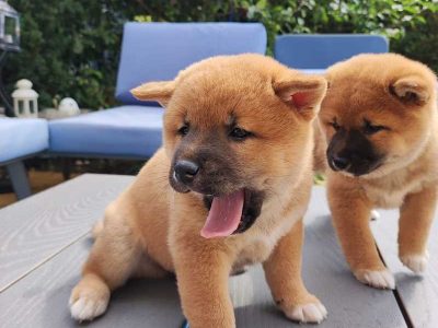 Shiba Inu pups
