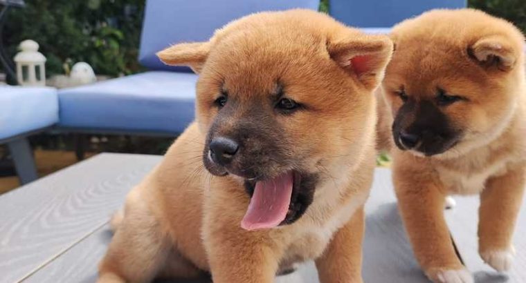 Shiba Inu pups