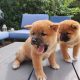Shiba Inu pups