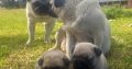 Completely pugs for sale