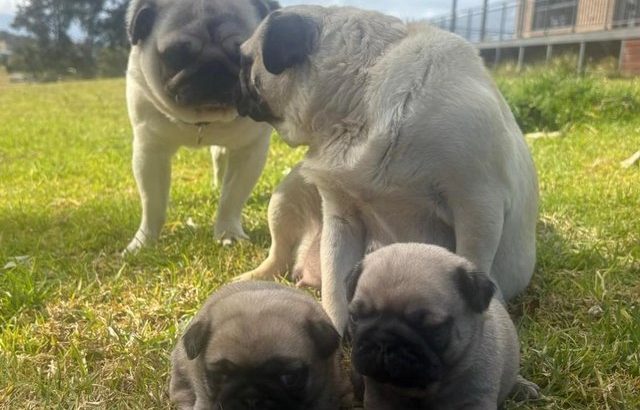 Completely pugs for sale