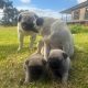 Completely pugs for sale