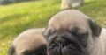 Completely pugs for sale