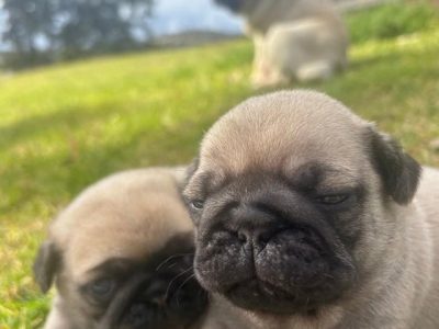 Completely pugs for sale