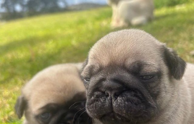 Completely pugs for sale