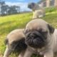 Completely pugs for sale