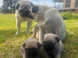 Completely pugs for sale