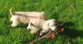 Purebred Labrador puppies in Laois