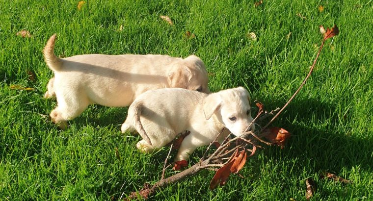 Purebred Labrador puppies in Laois