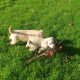 Purebred Labrador puppies in Laois
