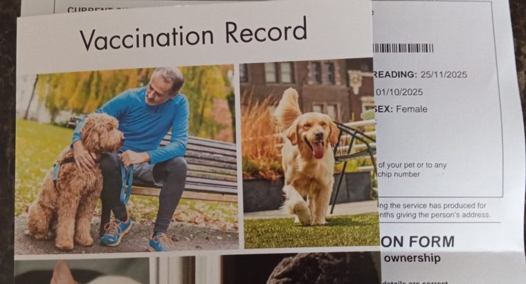 Miniature Dachshund Puppies