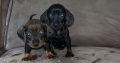 Miniature Dachshund Puppies