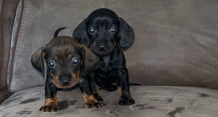 Miniature Dachshund Puppies