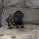 Miniature Dachshund Puppies