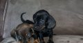 Miniature Dachshund Puppies