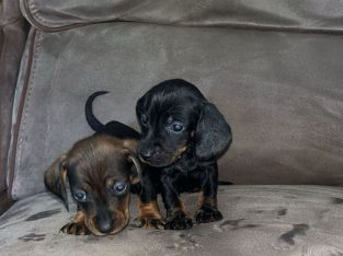 Miniature Dachshund Puppies