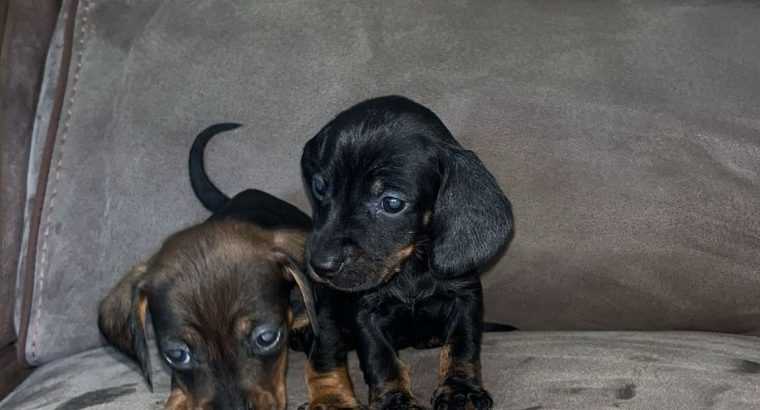 Miniature Dachshund Puppies