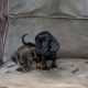 Miniature Dachshund Puppies