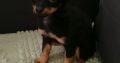 Beautiful Russian Toy Terrier puppies for sale