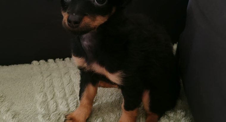 Beautiful Russian Toy Terrier puppies for sale