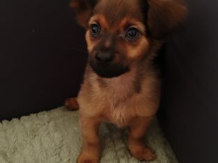 Beautiful Russian Toy Terrier puppies for sale