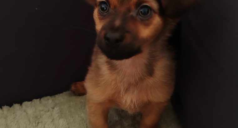 Beautiful Russian Toy Terrier puppies for sale