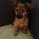 Beautiful Russian Toy Terrier puppies for sale
