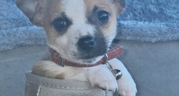 Jack Russell puppies