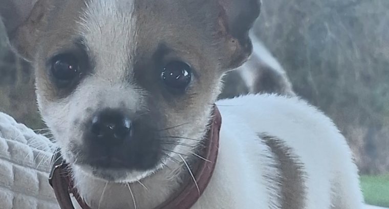Jack Russell puppies