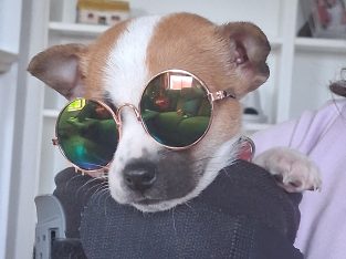 Jack Russell puppies