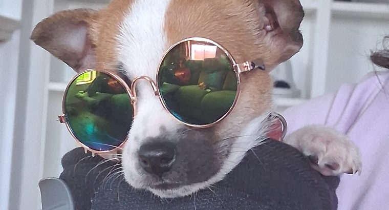 Jack Russell puppies