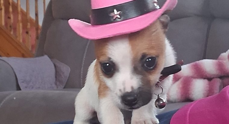 Jack Russell puppies