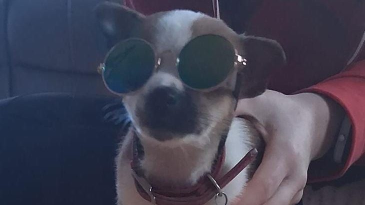 Jack Russell puppies