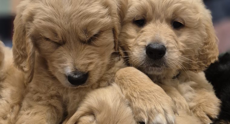 Goldendoodles
