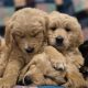 Goldendoodles