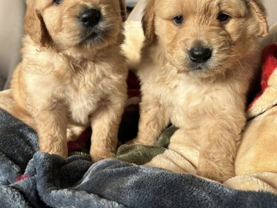 Goldendoodles