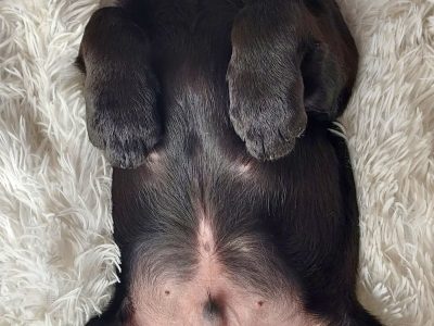 Labrador laois