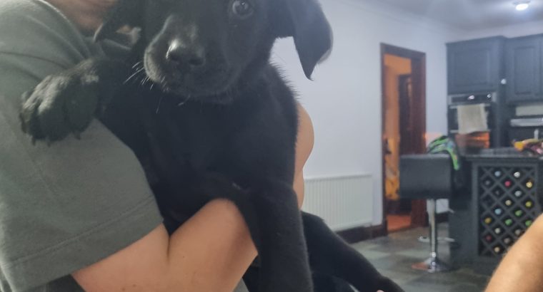 Labrador Pups Cork
