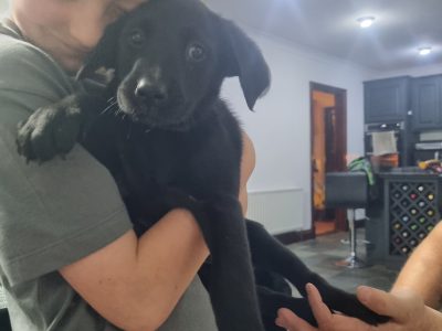 Labrador Pups Cork