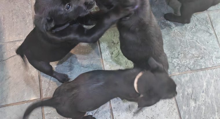 Labrador Pups Cork