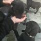Labrador Pups Cork
